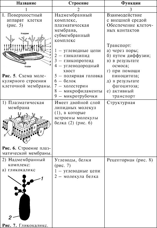 Таблицу органоиды эукариотической клетки