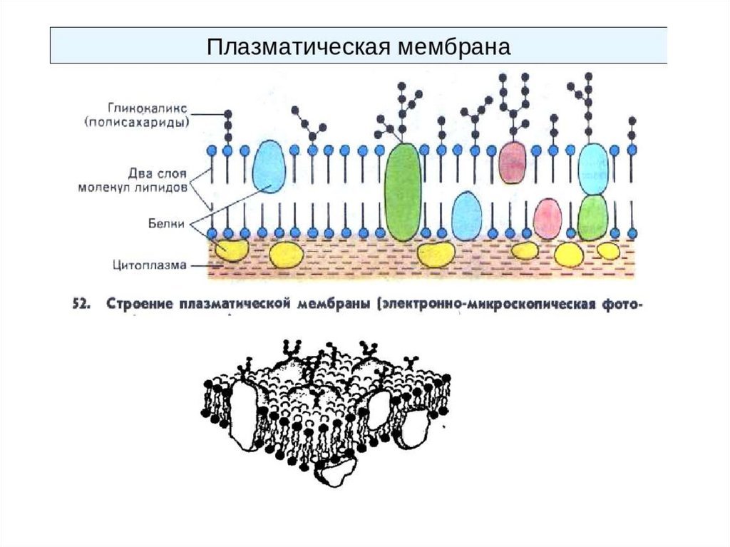 Мембрана клеток включает. Плазматическая мембрана плазмалемма строение. Плазматическая мембрана строение и функции рисунок. Наружная клеточная мембрана плазмалемма строение. Схема строения плазматической мембраны.