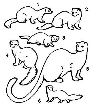 Пушные животные