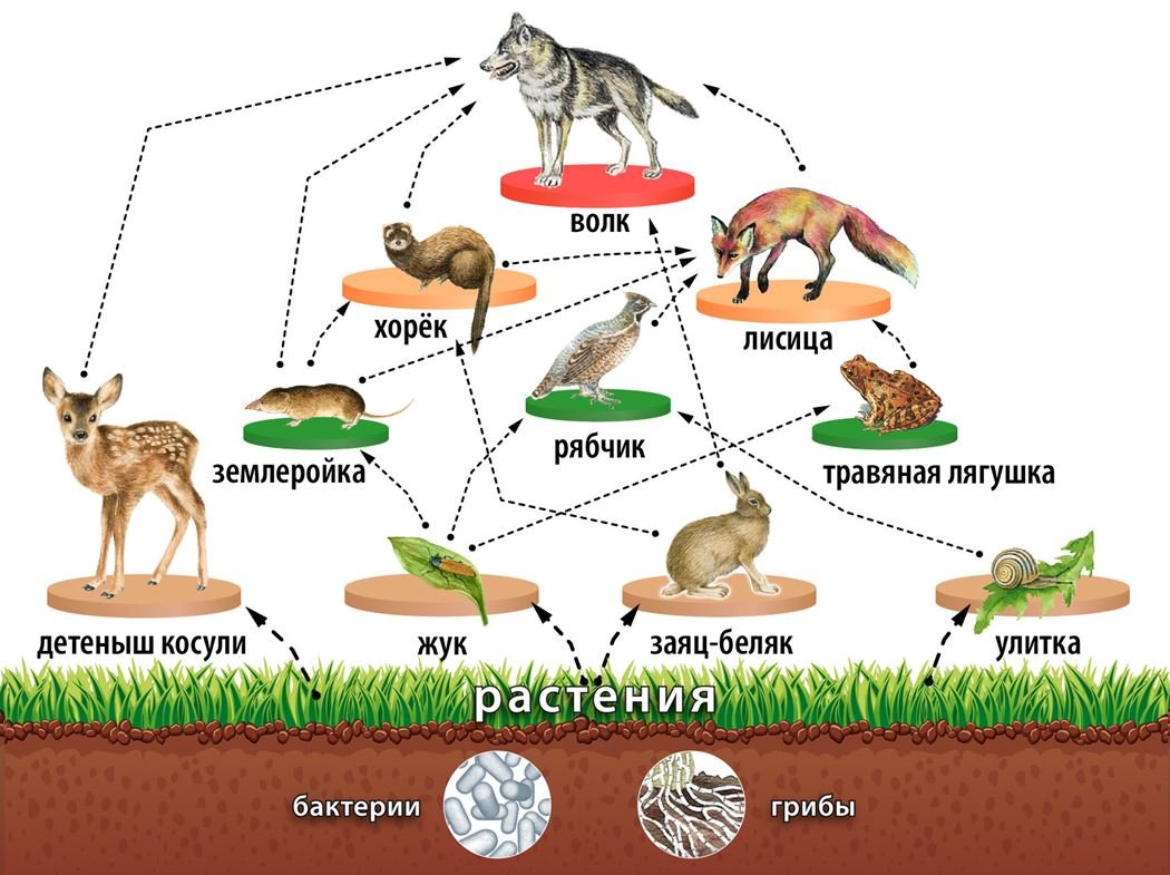 Составьте несколько пищевых цепей. Пищевая сеть леса схема. Пищевая сеть 5 класс биология. Цепь питания трава. Пищевая сеть 20 организмов.