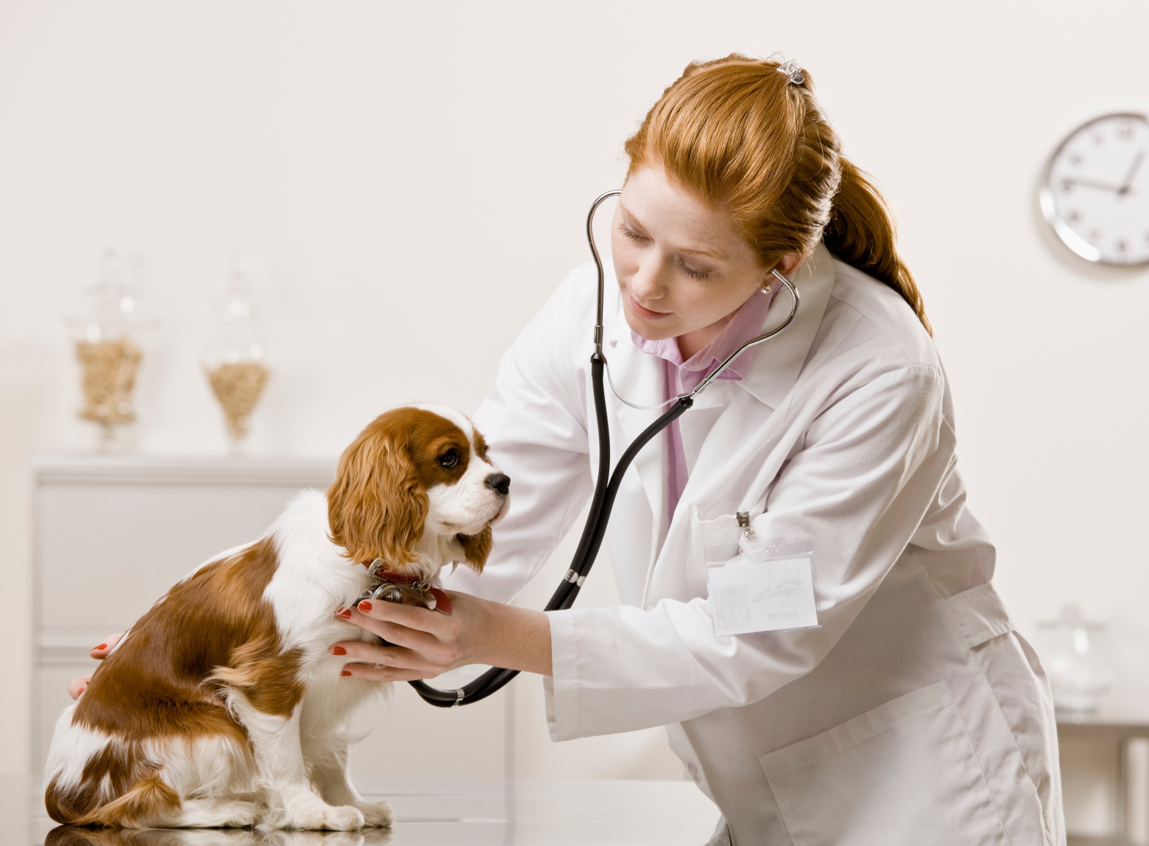 Обследование собак. Исследования на животных. Клиническое исследование собаки. Ветеринар.