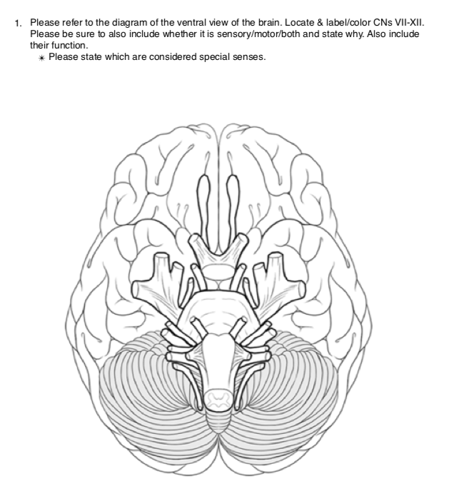 Черепно мозговые нервы без подписей. Черепно-мозговые нервы 12 пар анатомия. Черепные нервы на основании головного мозга. 12 Пар черепно мозговых нервов анатомия рисунок. Мозг снизу