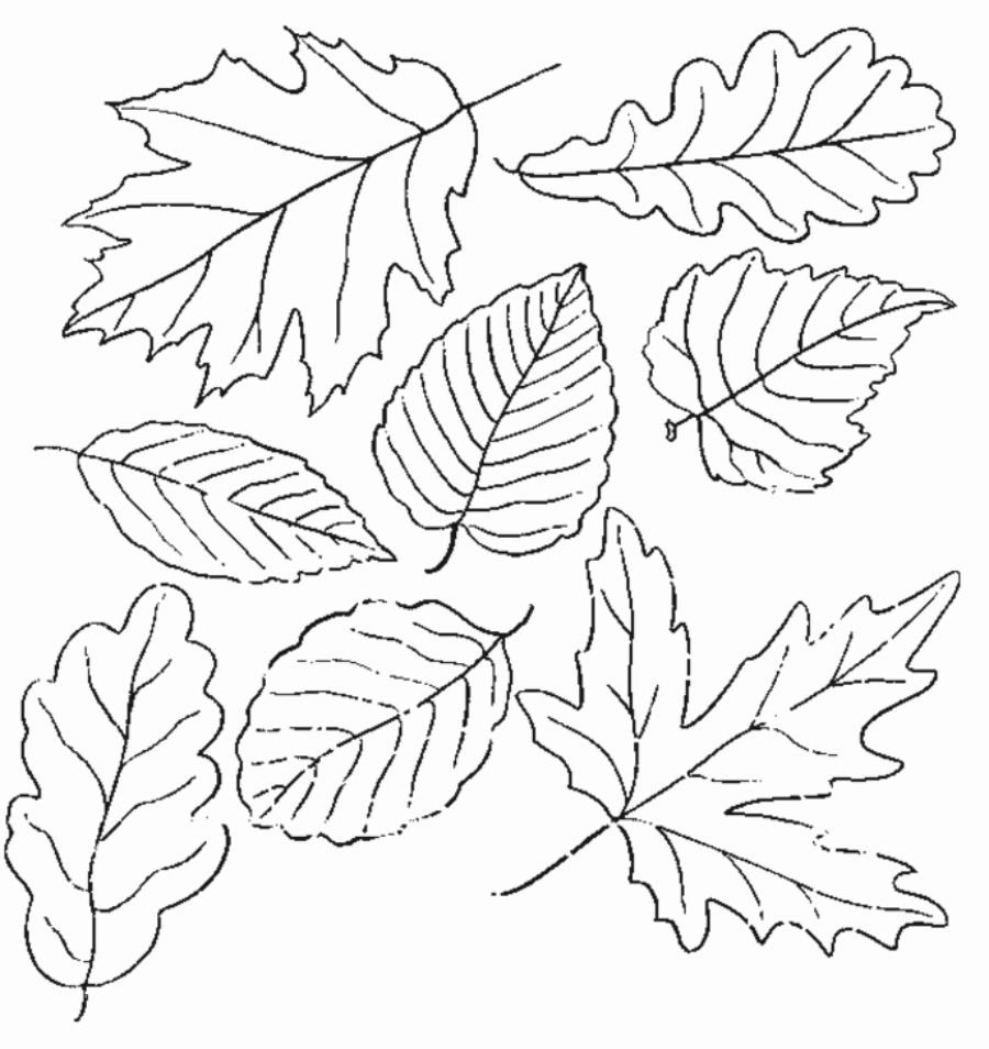 картинки осенних листьев распечатать