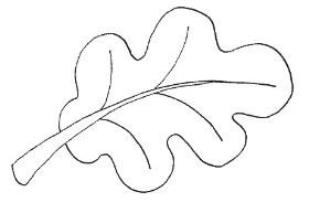 Лист дуба контур