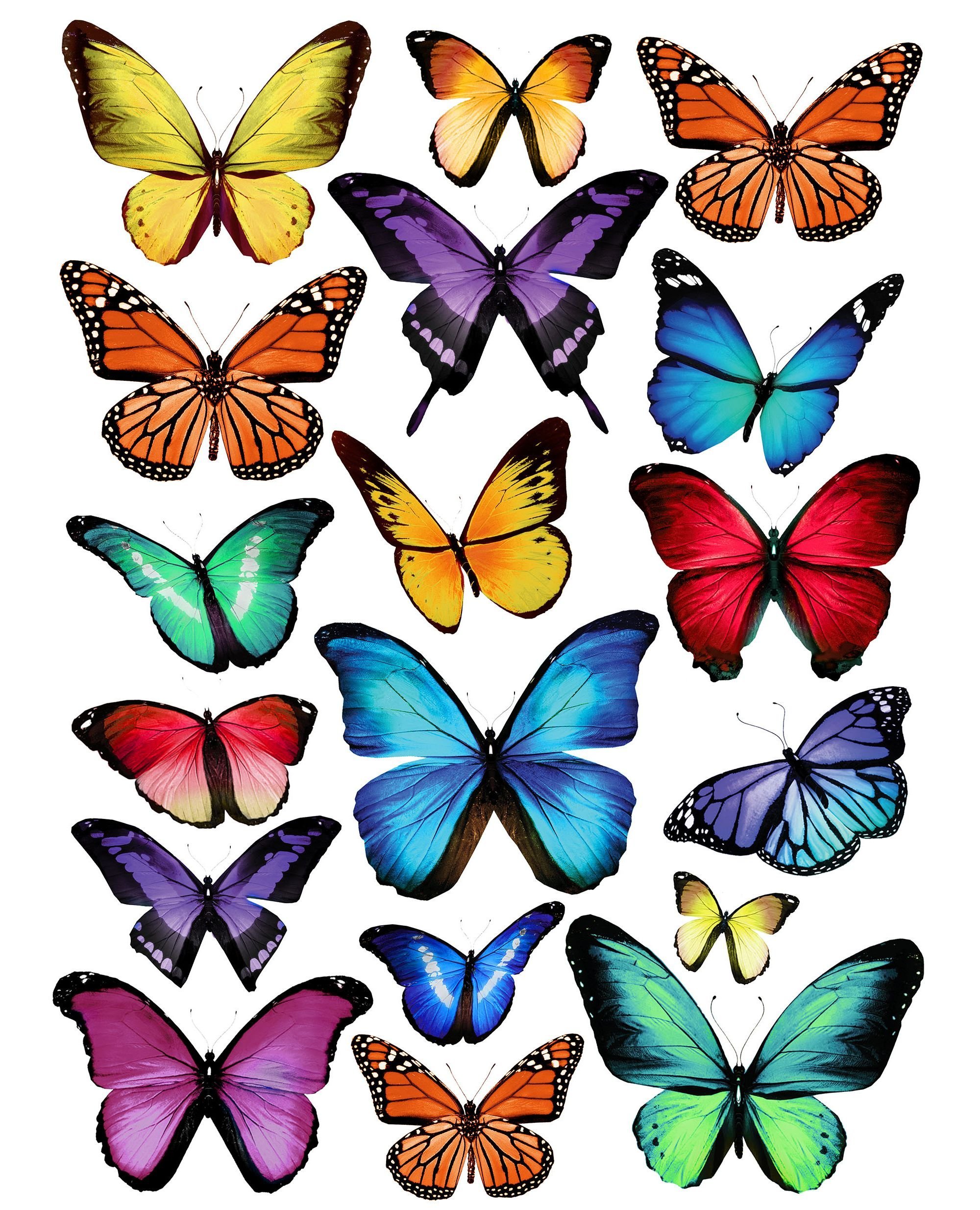 Картинки бабочек красивых цветных