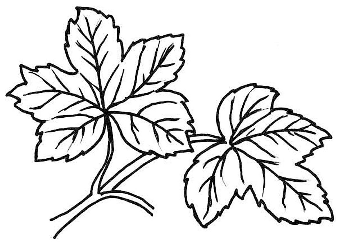 Лист винограда рисунок