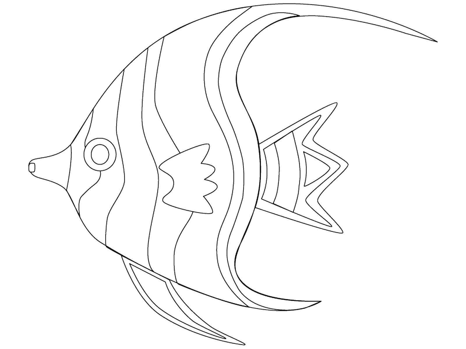 Рыбка Скалярия раскраска