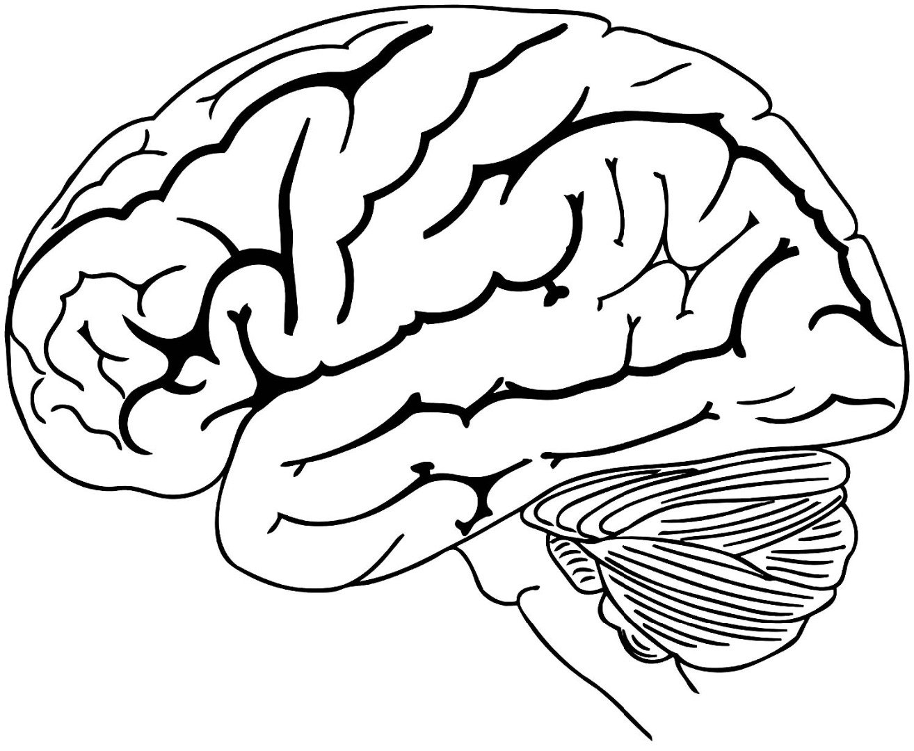 Мозг рисунок