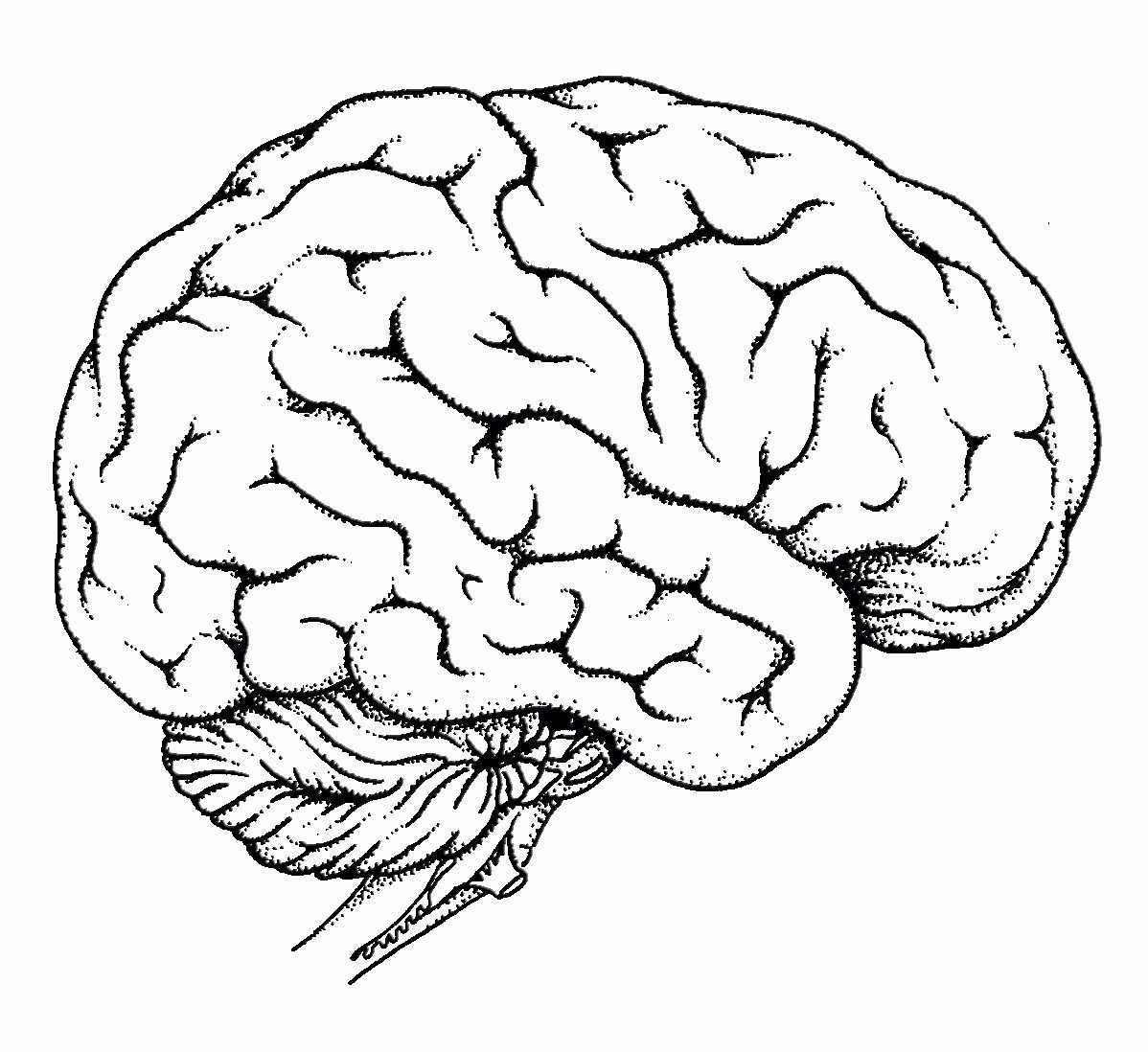 Brain pdf. Мозг сбоку. Мозг нарисованный. Мозг рисунок. Мозг трафарет.