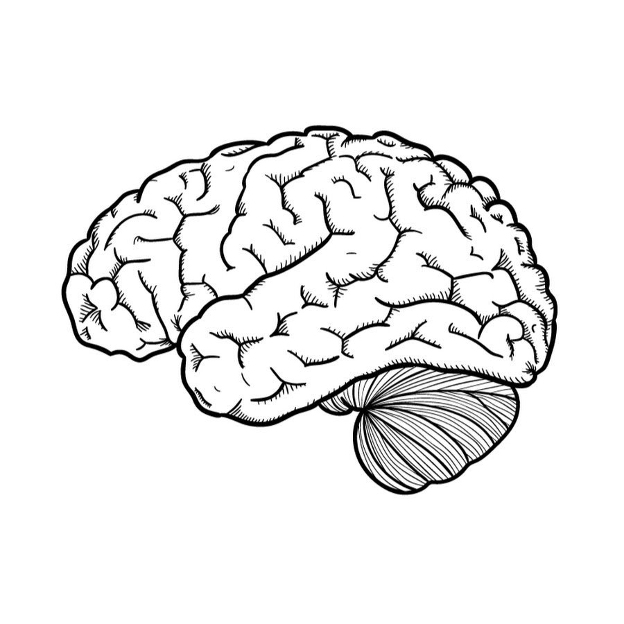 Мозг зарисовка