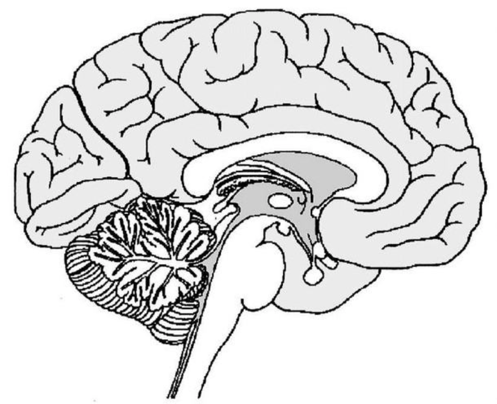 Рисунок мозга биология 8 класс. Головной мозг в разрезе. Головной мозг трафарет. Отделы головного мозга без подписей. Мозг рисунок.