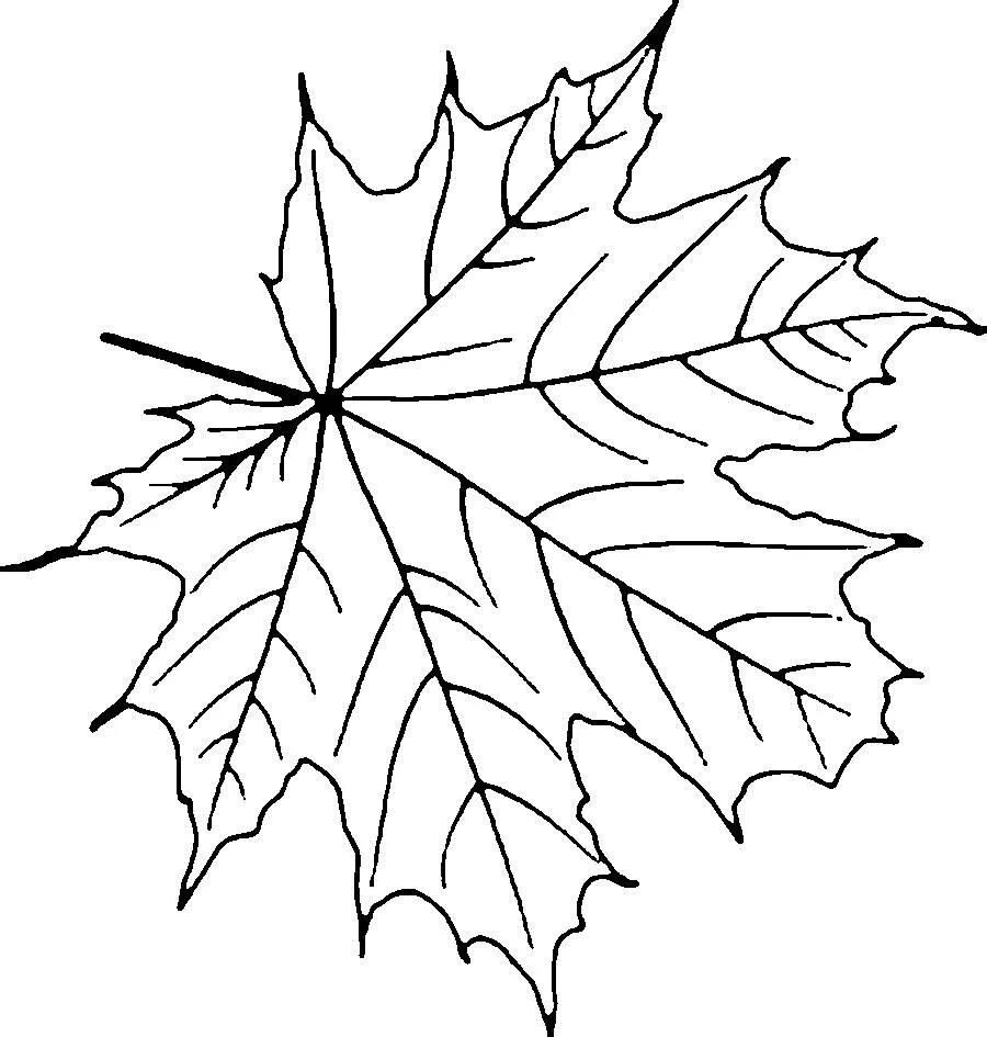 Раскраски кленовый лист осенний