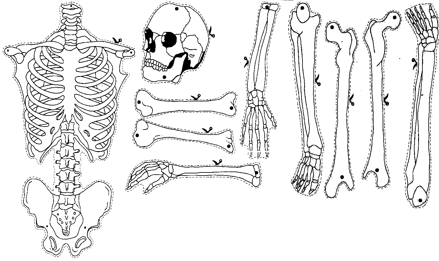 Скелет человека. Отдельные части скелета. Скелет человека картинка для детей. Скелет человека рисунок для детей.