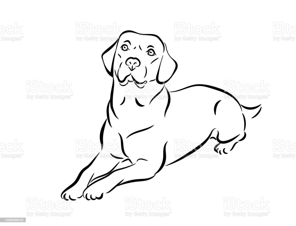 Контур собаки лабрадор для рисования