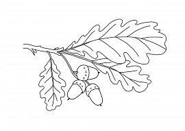 Раскраска ветка дуба с желудями