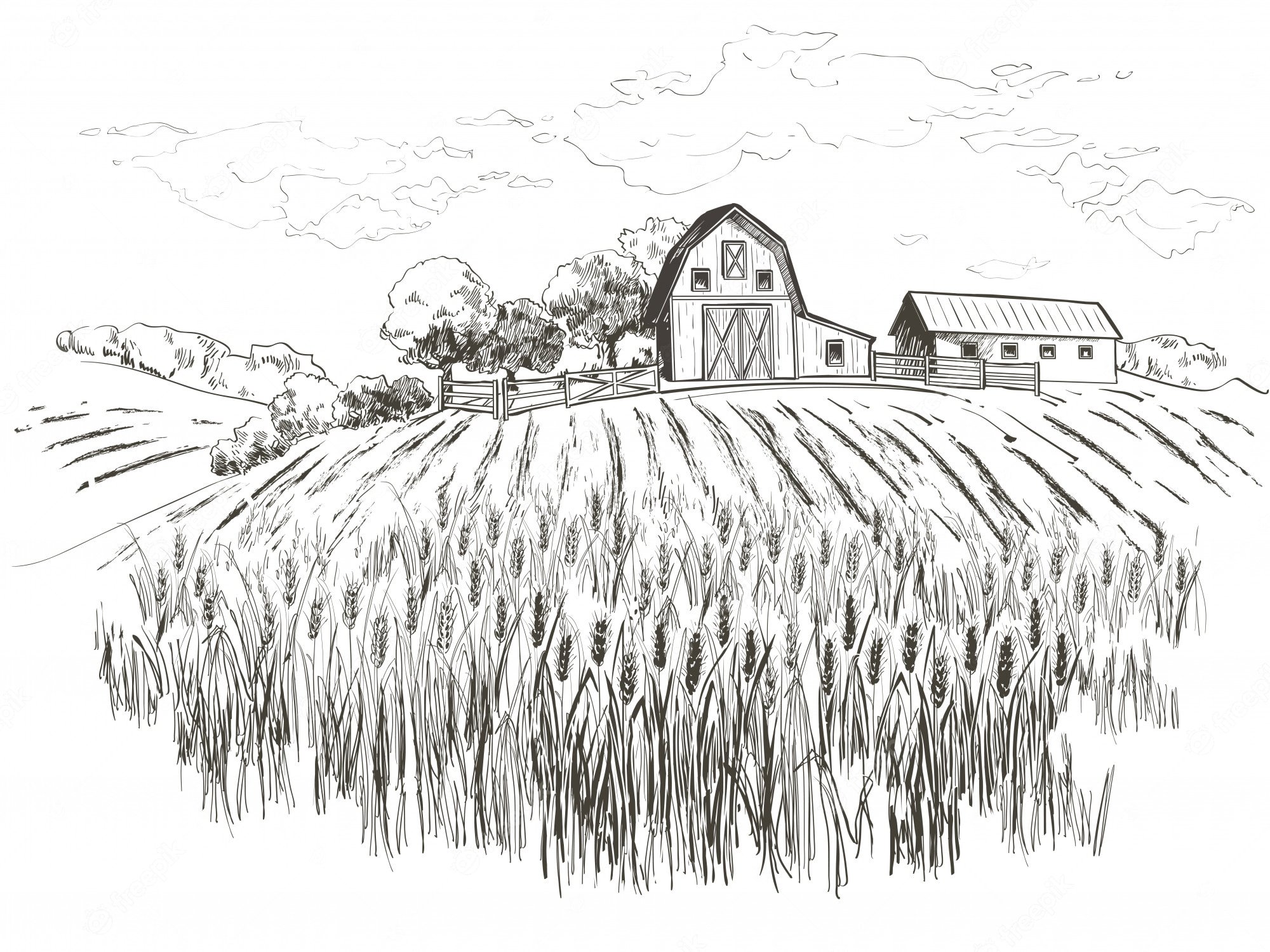 Пшеничное поле карандашом