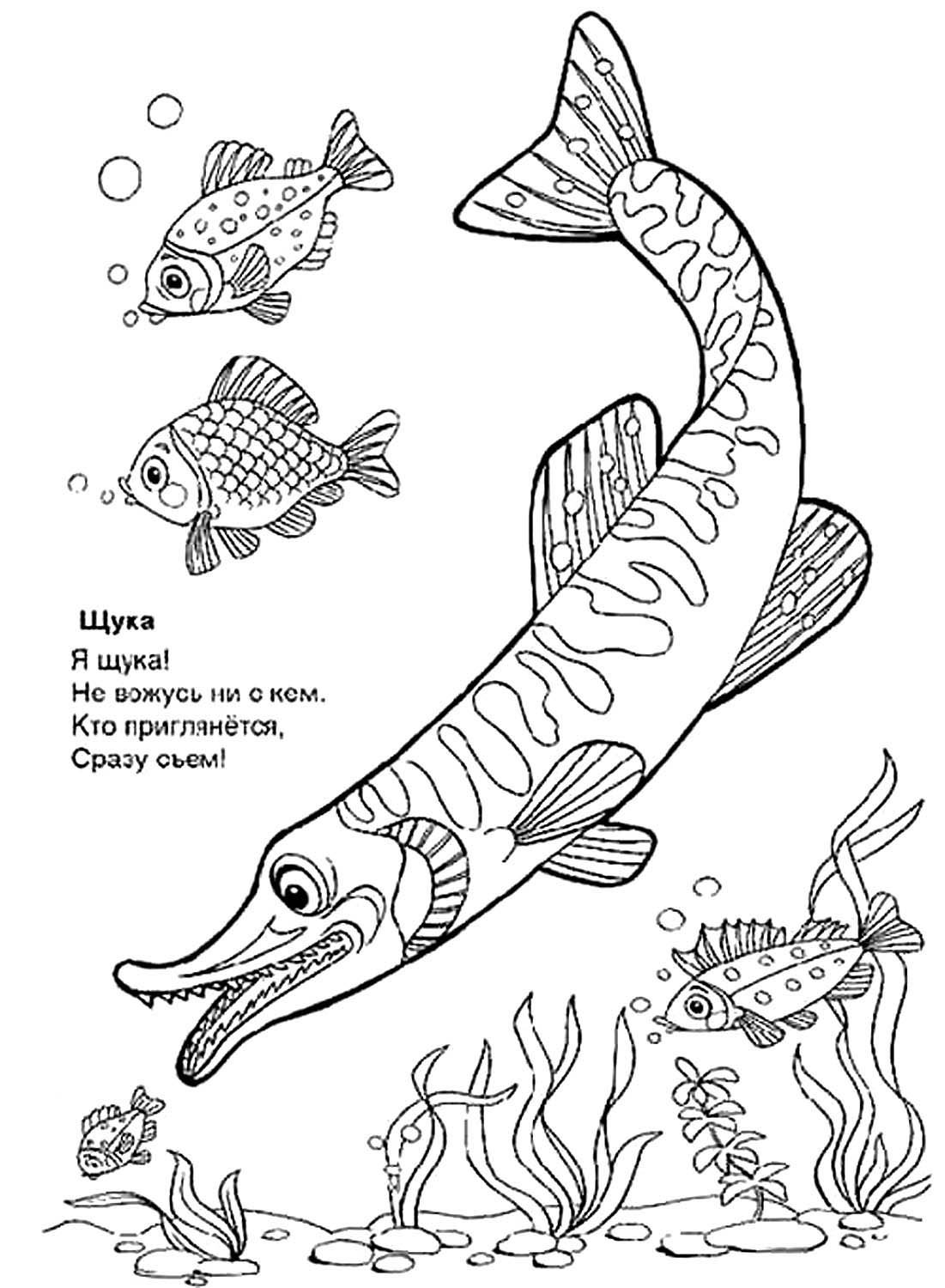Раскраска речные рыбы для детей
