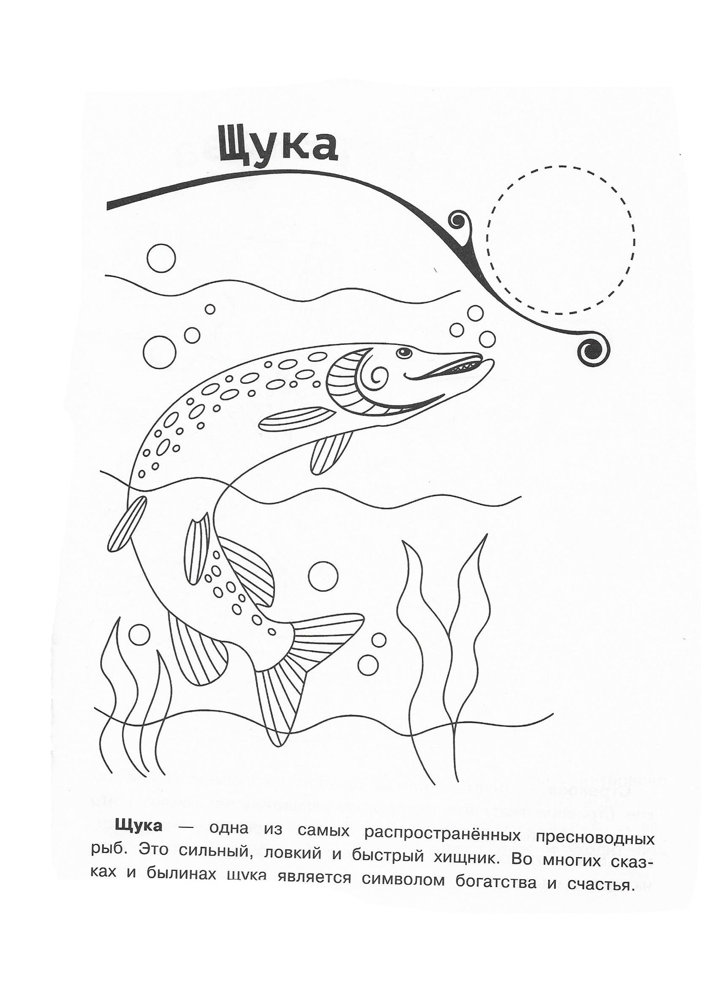 Раскраска Пресноводные рыбы для детей