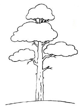 Голосеменные осина