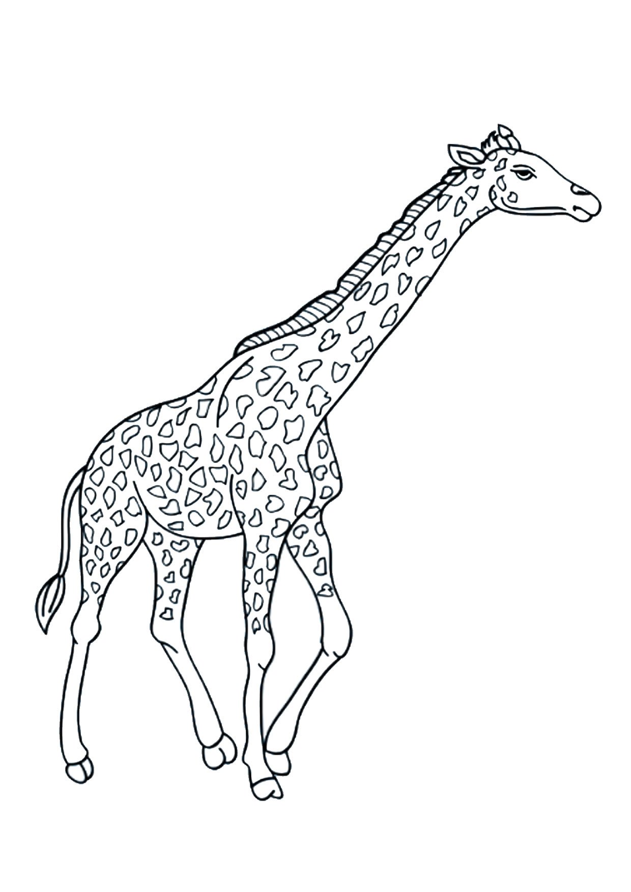 Жирафы раскраска для детей