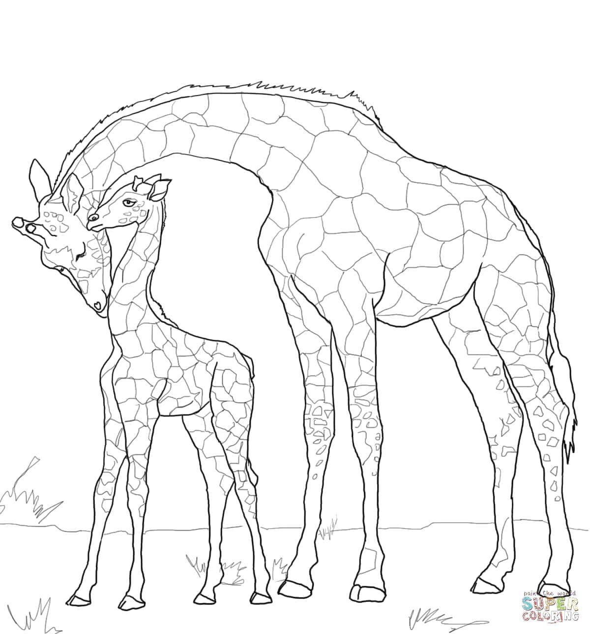 Раскраска Дикие животные Жираф