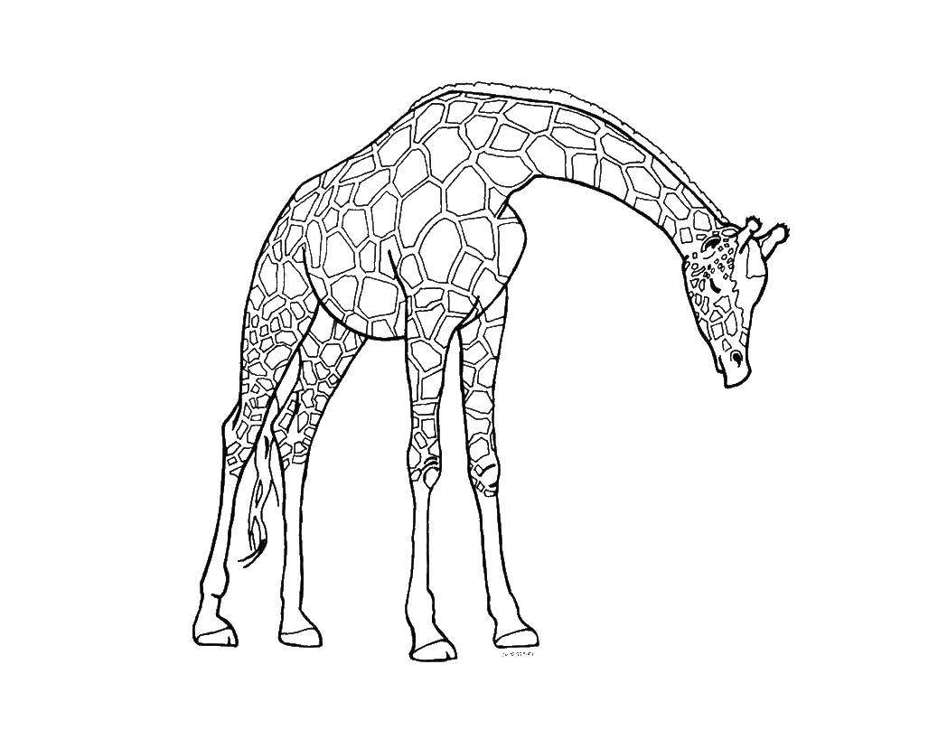 Жираф раскраска карандашом