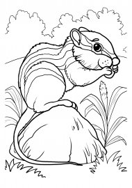 Бурундук раскраска