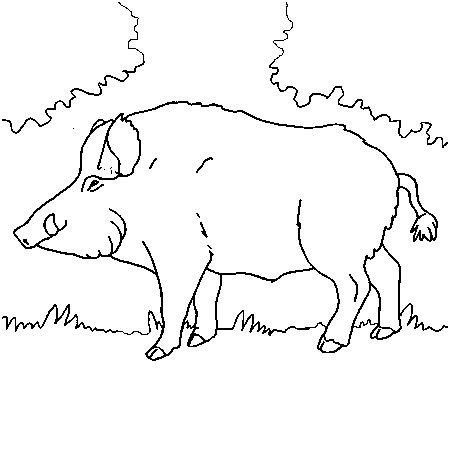 Дикий кабан раскраска для детей