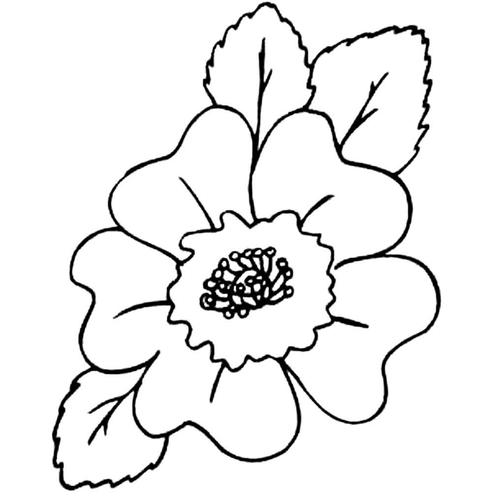 Раскраска Мак цветок для детей