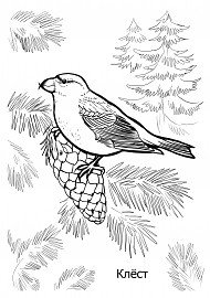 Клест рисунок