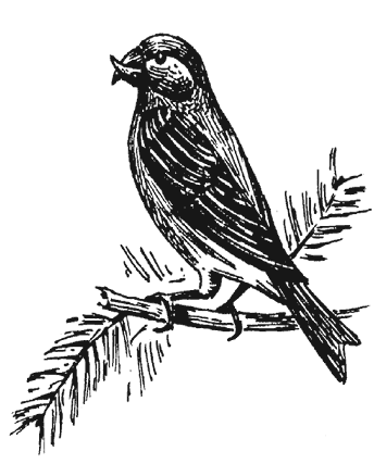 Клест раскраска