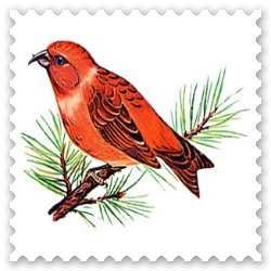 Н Сладков «Еловая каша»