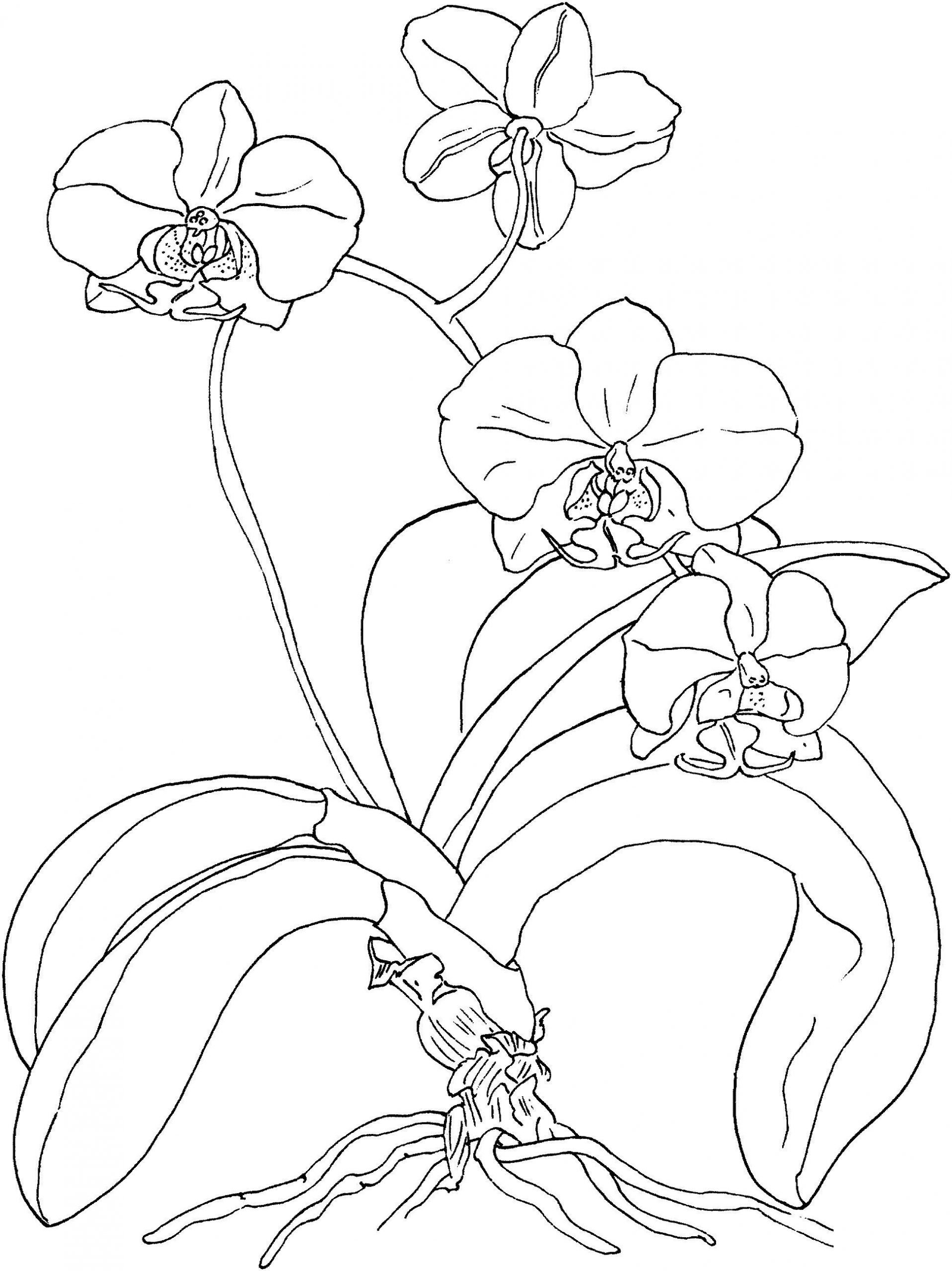Орхидея раскраска