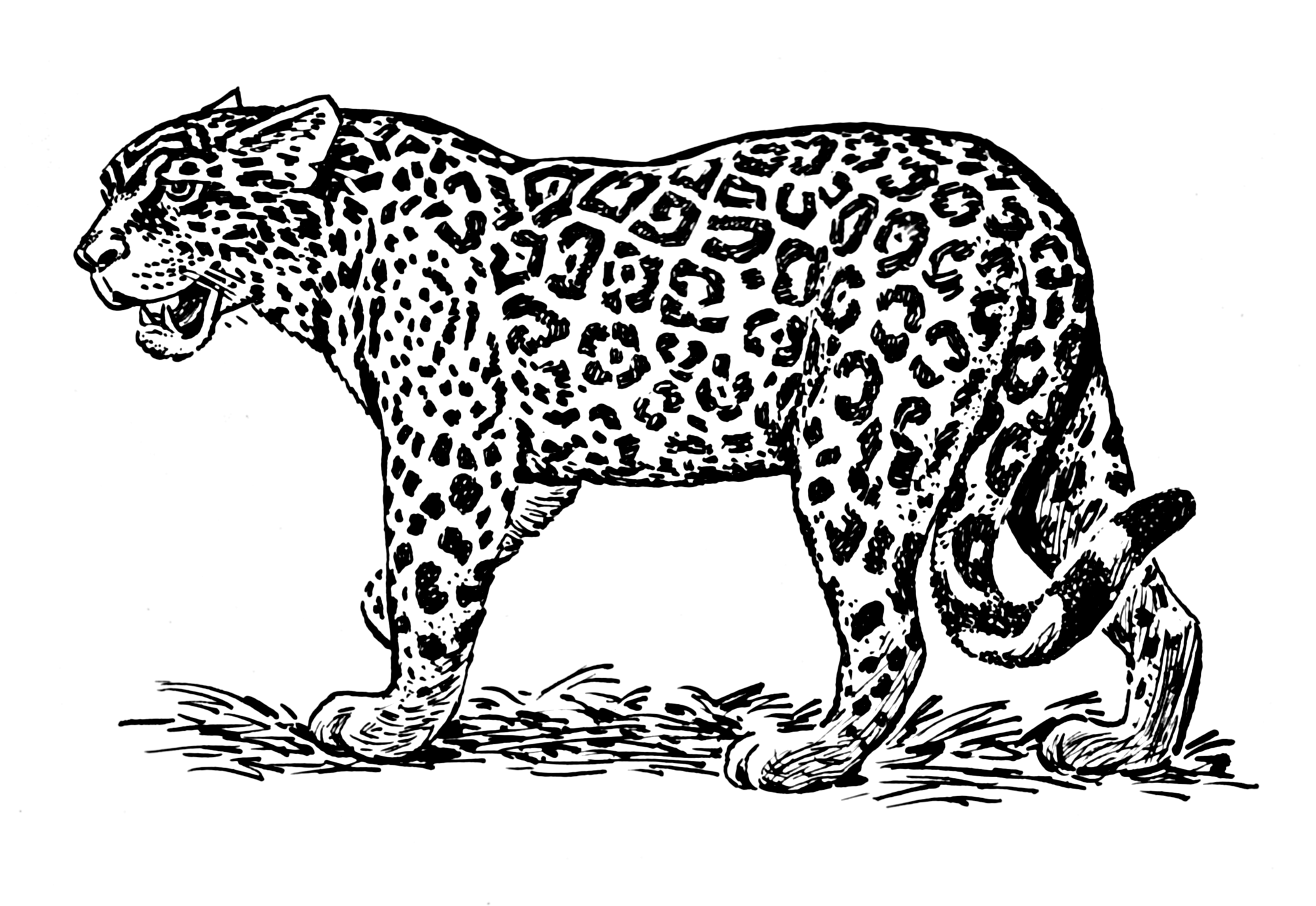 Раскраска леопард в прыжке