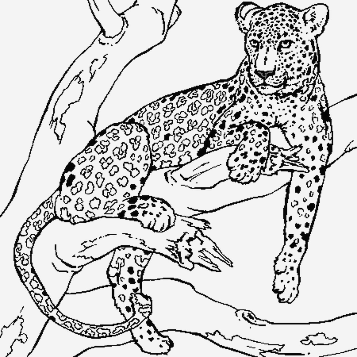 Дальневосточный леопард разукрашку