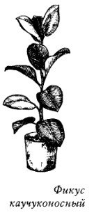 Фикус раскраска для детей