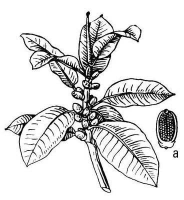 Фикус раскраска