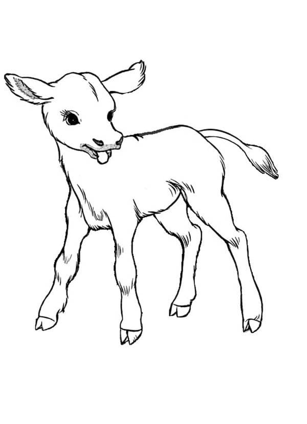 Рисунок козленка. Рисунки домашних животных. Раскраска корова. Рисунки домашних животных для срисовки. Теленок рисунок.