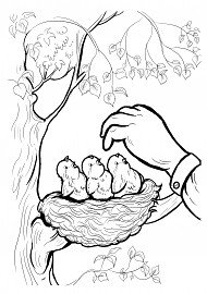 Раскраска для детей не разоряй птичьи гнезда