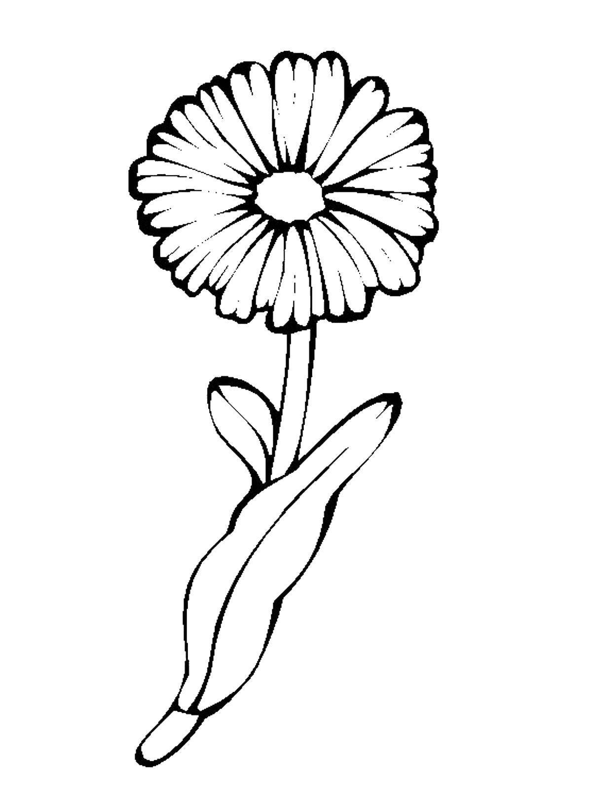Раскраска календула цветок