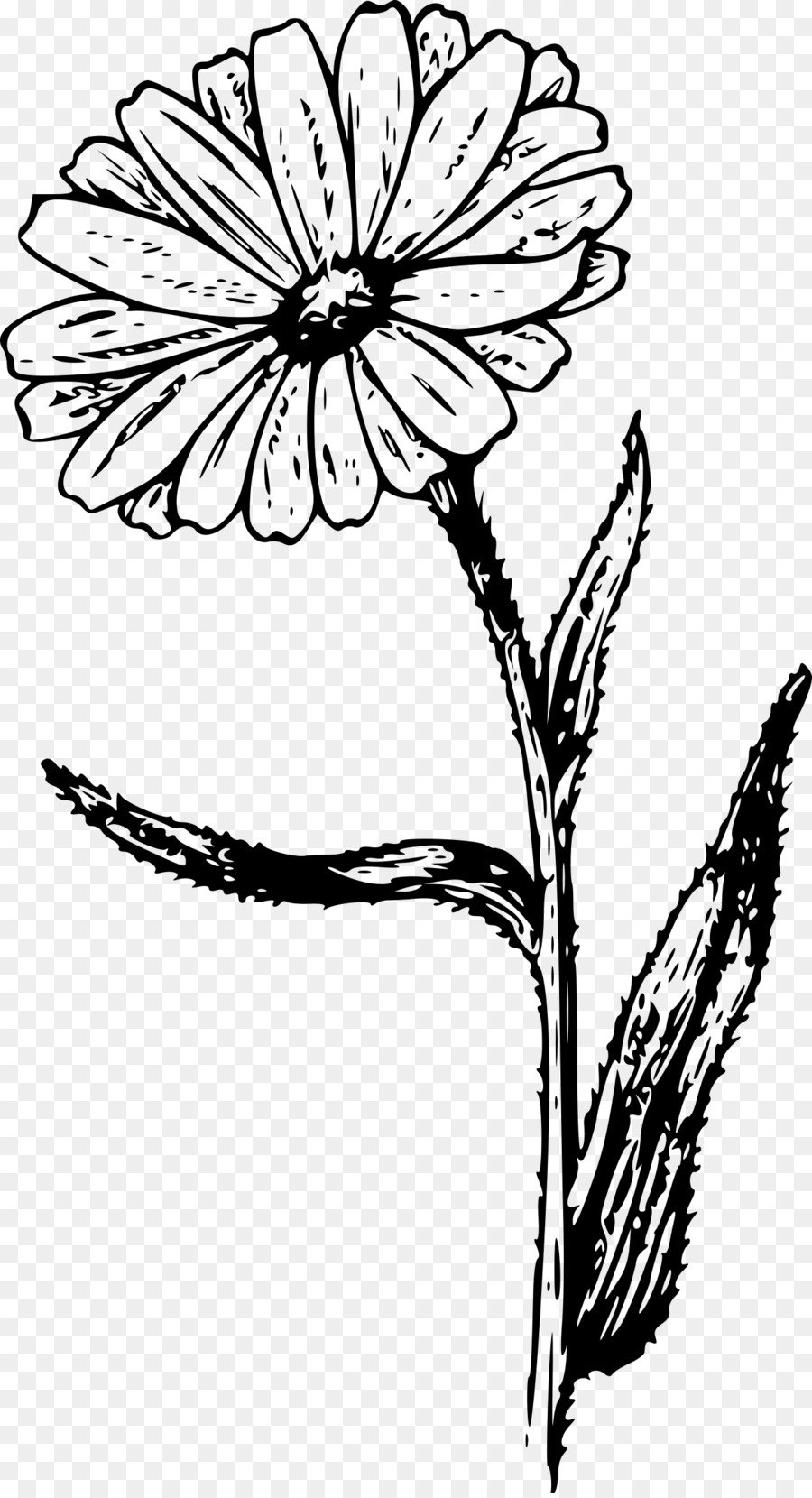 Календула цветок нарисованный