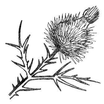 Репейник раскраска