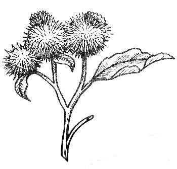 Строение плода репейника