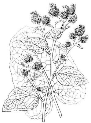 Репейник раскраска