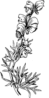 Аконит джунгарский Фармакогнозия