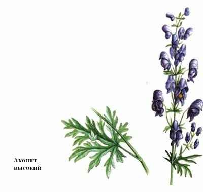 Аконит раскраска