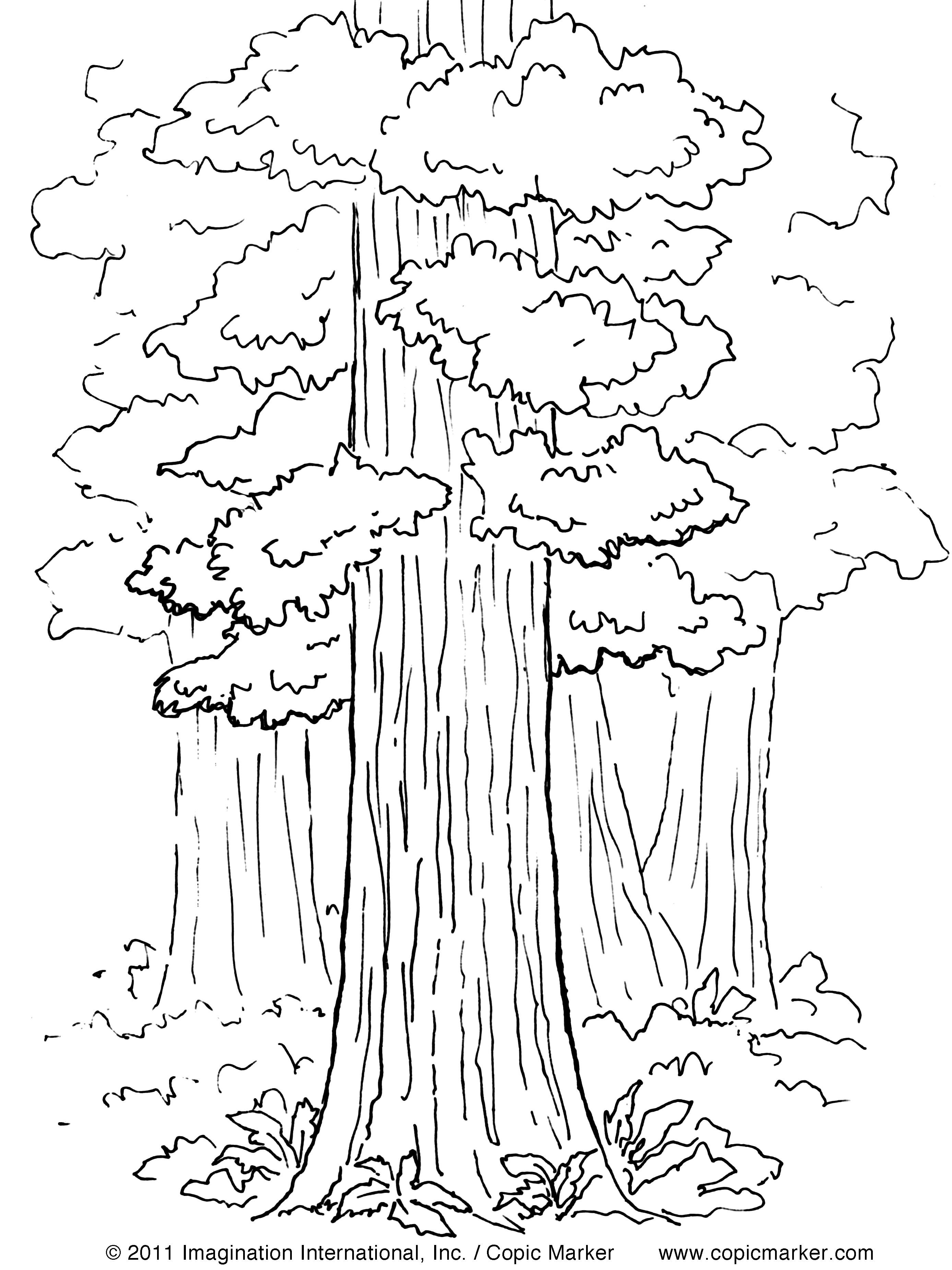 Секвойя дерево