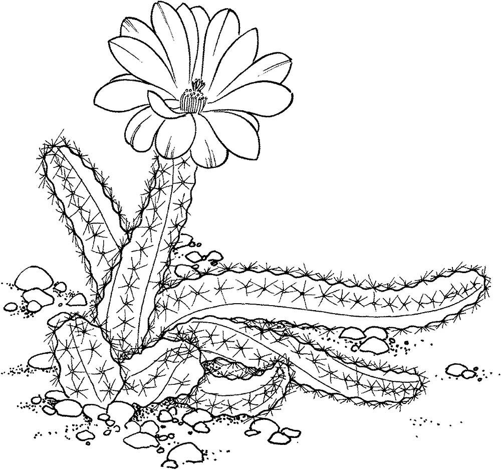 Кактус с цветком раскраска