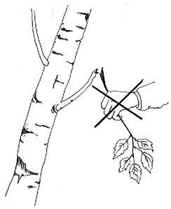 Ломать ветки