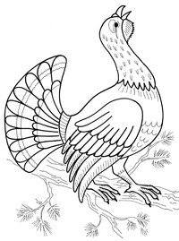 Раскраска тетерев и Глухарь